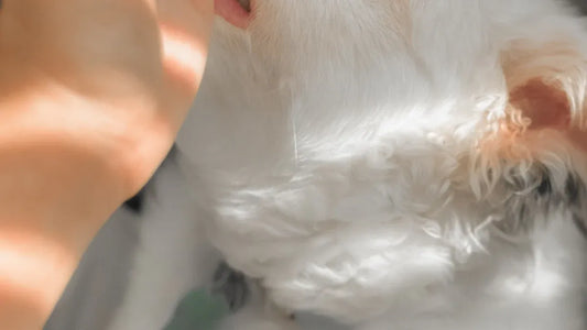 How Deaf Rescue Dogs Changed Their Families Forever